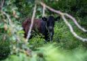 Clever cows and musical 'virtual fence' protect Herefordshire hill fort