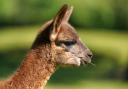 A llama was left neglected with fly strike