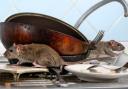 Spring cleaning your house can prevent rodent infestations and help your property keep its value