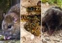 Rodents, wasps and moles are the most common reasons for pest control callouts in Herefordshire
