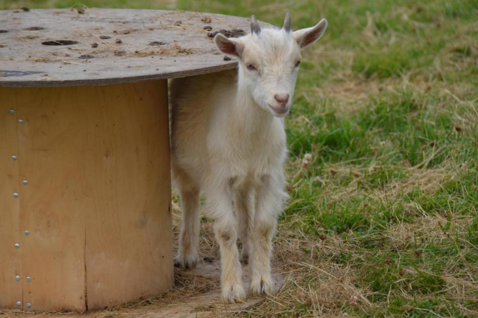 Herefordshire farm park welcomes new arrivals ahead of summer 
