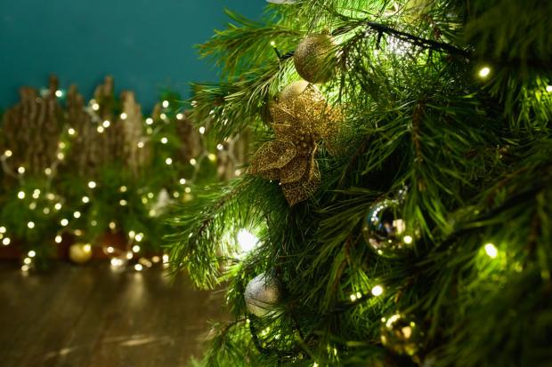 Hereford Times: Buy your Christmas tree online (Canva)