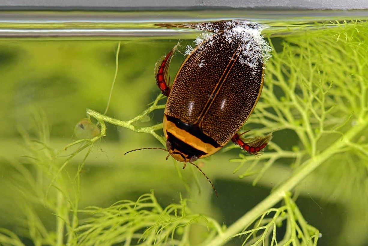 Water beetle Graphoderus cinereus, is only found in three other known locations aside from an Ice Age pond in Moccas Park, Herefordshire. Picture: Will Watson/Herefordshire Wildlife Trust