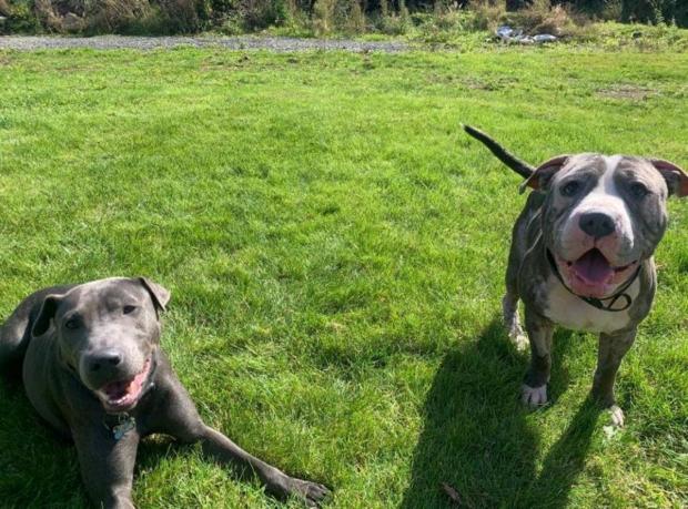 Hereford Times: Nala and Storm are still looking for their forever home (RSPCA)