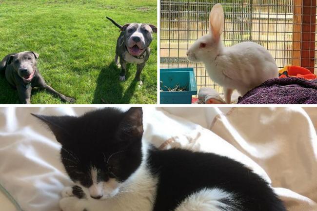 These 4 animals with RSPCA in Herefordshire are looking for forever homes (RSPCA/Canva)