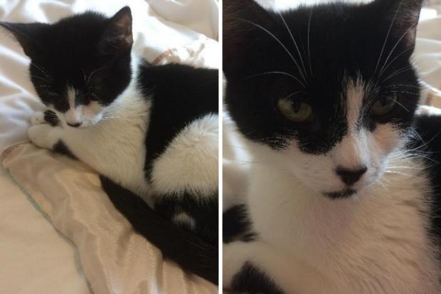 Hereford Times: Ava is approximately 4 years old (RSPCA/Canva)