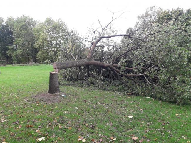 West Mercia Police says £2,800 worth of damage has been caused by youths who are believed to have cut down trees at Newton Farm skate park, Hereford. Picture: West Mercia Police