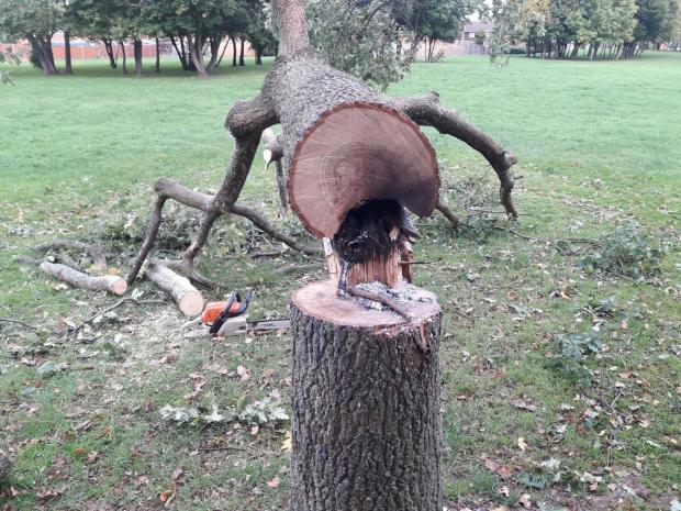 Hereford Times: A Stihl chainsaw was pictured next to one of the four trees cut down in Newton Farm skate park. Picture: West Mercia Police 