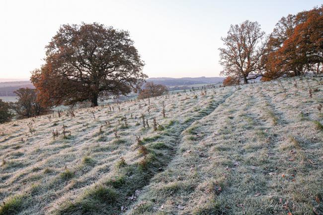 Frost on the ground in Herefordshire. Picture: Ade Radnor