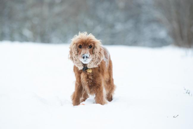 Pets At Home tips to keep your pets safe in the cold winter months (Canva)