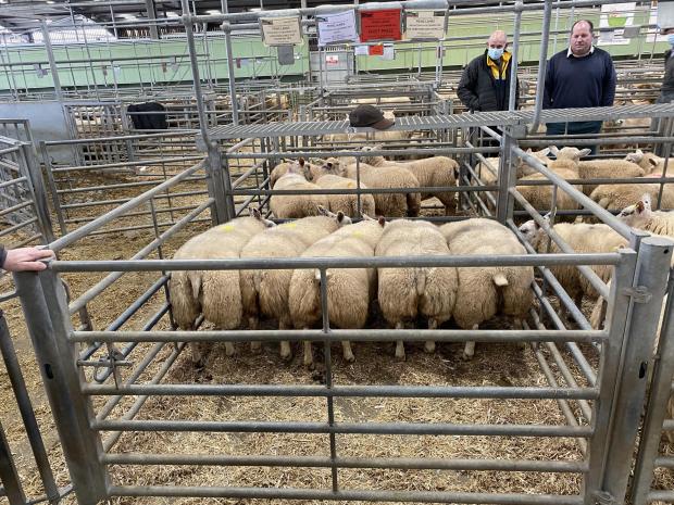 Hereford Times: Richard Jerman's lambs that won the Hereford Times cup and The Hereford Butcher's cup 