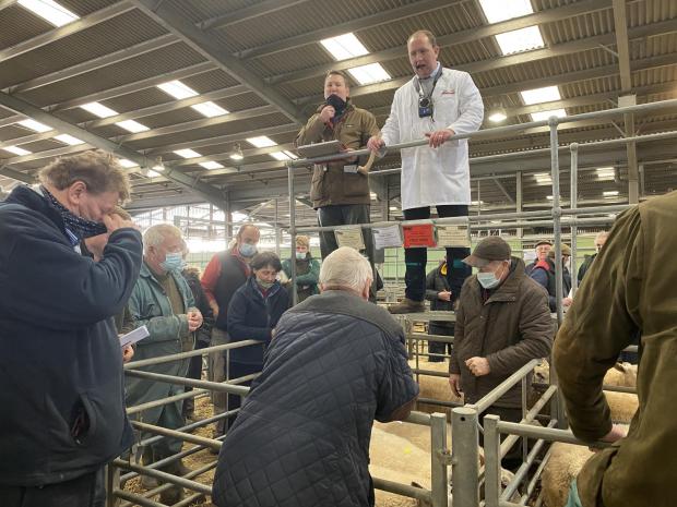 Hereford Times: Butcher's from Herefordshire and Wales bidding on the prime lambs at the Christmas show 