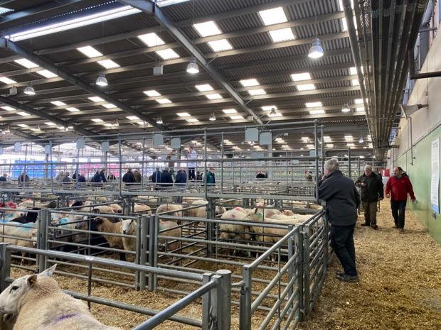 Hereford Times: Farmers and butchers from Herefordshire and Wales gathered at Hereford's livestock market to buy and sell prime lambs.