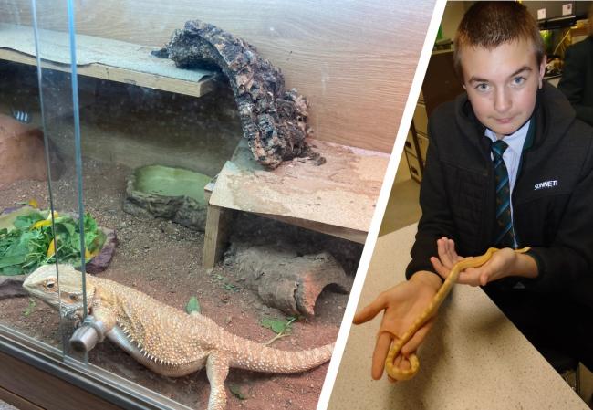 Leo Fletcher is one of the pupils at Leominster's Earl Mortimer College looking after animals as part of a new course