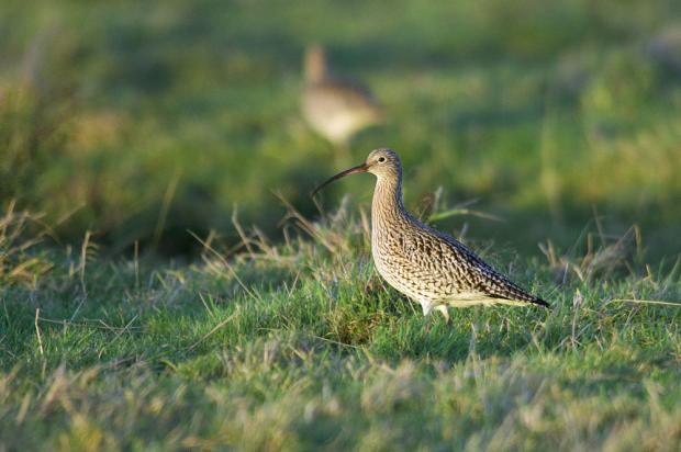 Hereford Times: Curlew by John Bridges