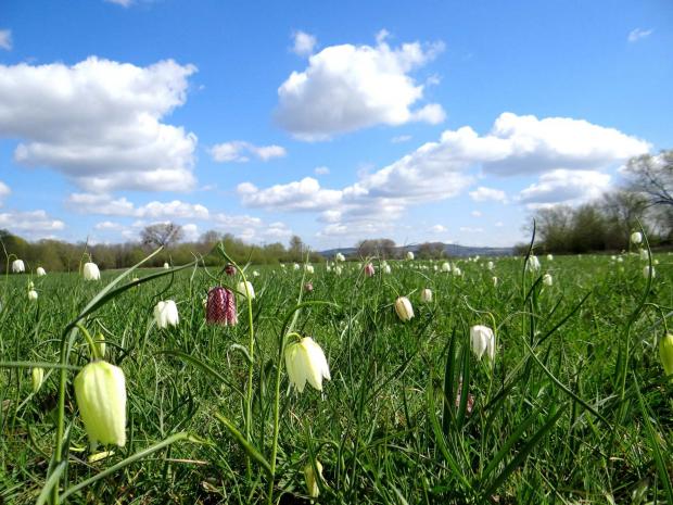 Hereford Times: Snake-head fritillaries on Lugg Meadow. Picture: Sarah Curtis