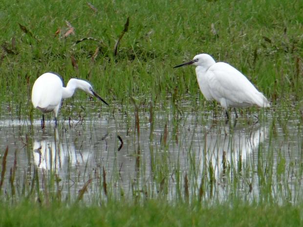 Hereford Times: Little egrets on Lugg Meadow, Hereford. Picture: Sarah Curtis