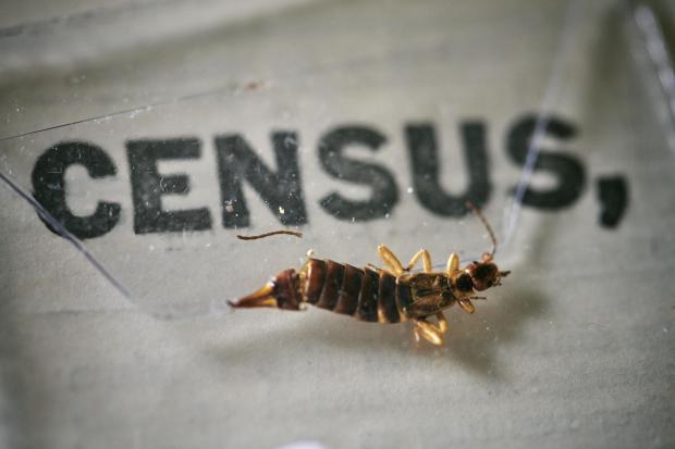 Hereford Times: An insect, which died at some point in the last 100 years, being removed from the pages of the 1921 Census at the Office for National Statistics (ONS) near Southampton. Photo via PA.