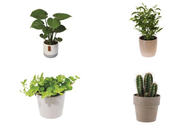 Hereford Times: Houseplants (Lidl)