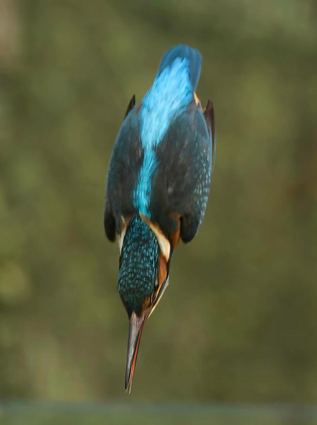 Hereford Times: Kingfisher by Nigel Williams