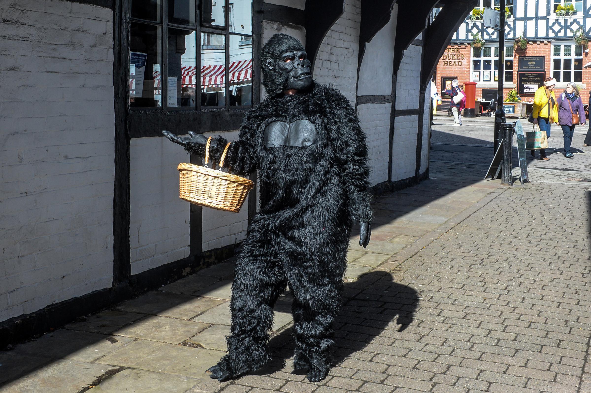 Leominster Independents Day: Steve Vaughan, from Biobab in Buttercross Arcade, dressed a gorilla