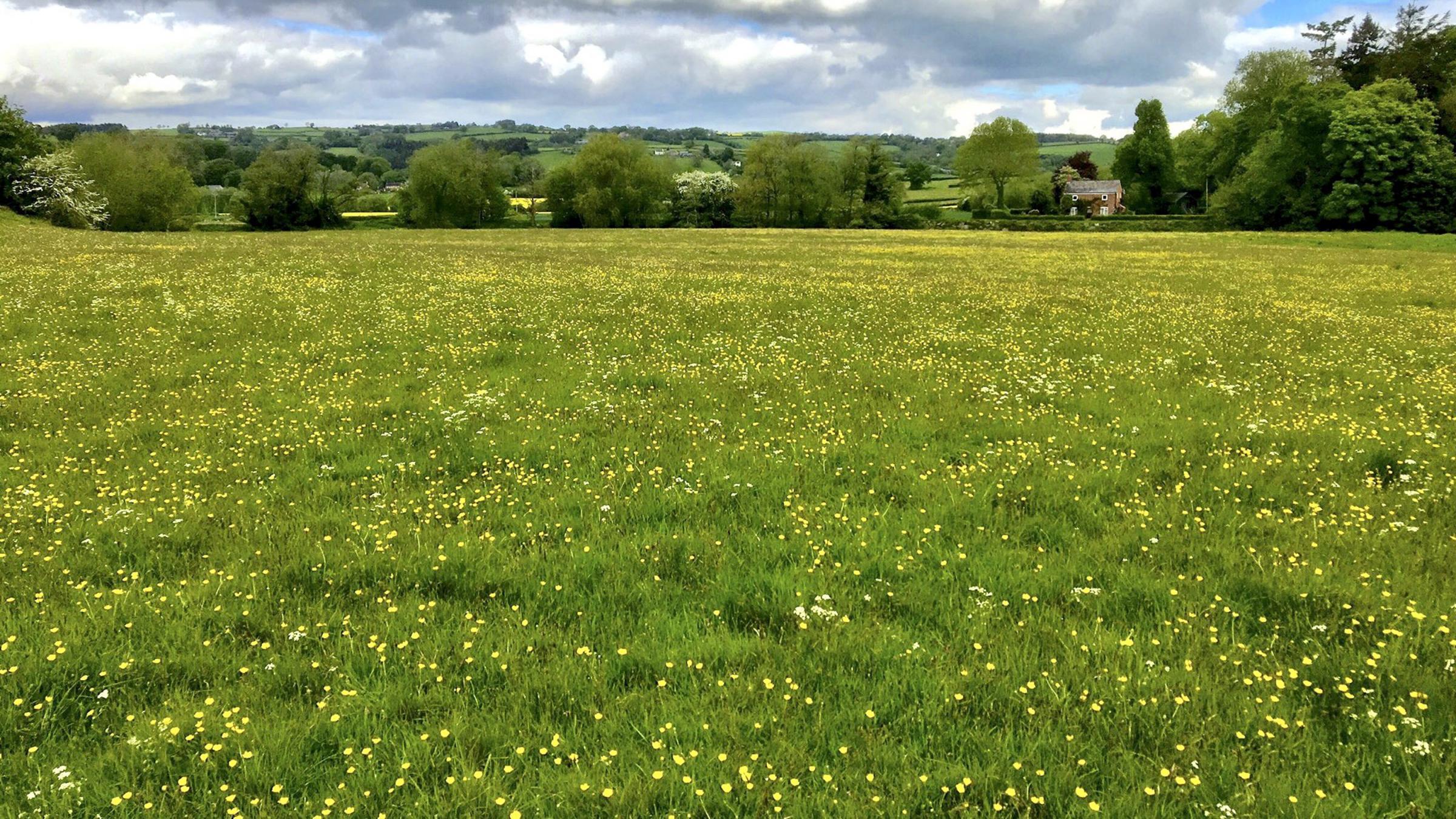 The Warren meadow, Hay-on-Wye, in late spring