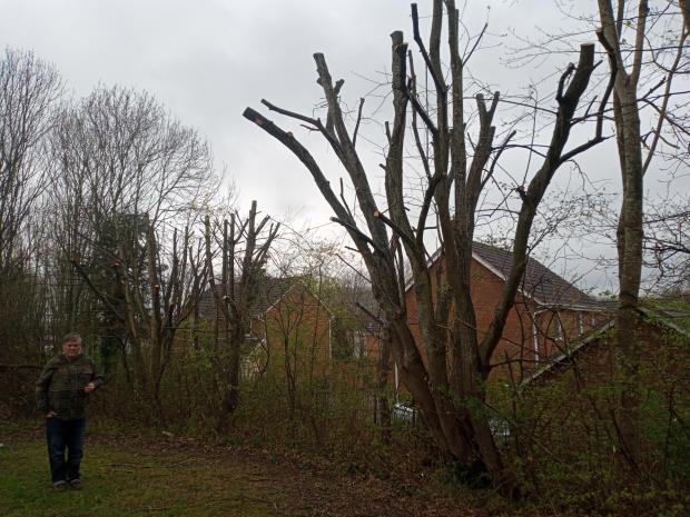 Hereford Times: Gary Bills says the tree lopping has been excessive
