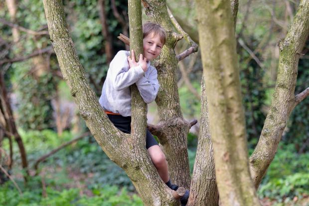 Hereford Times: Henry Paget has fun climbing a tree in the school's conservation area.