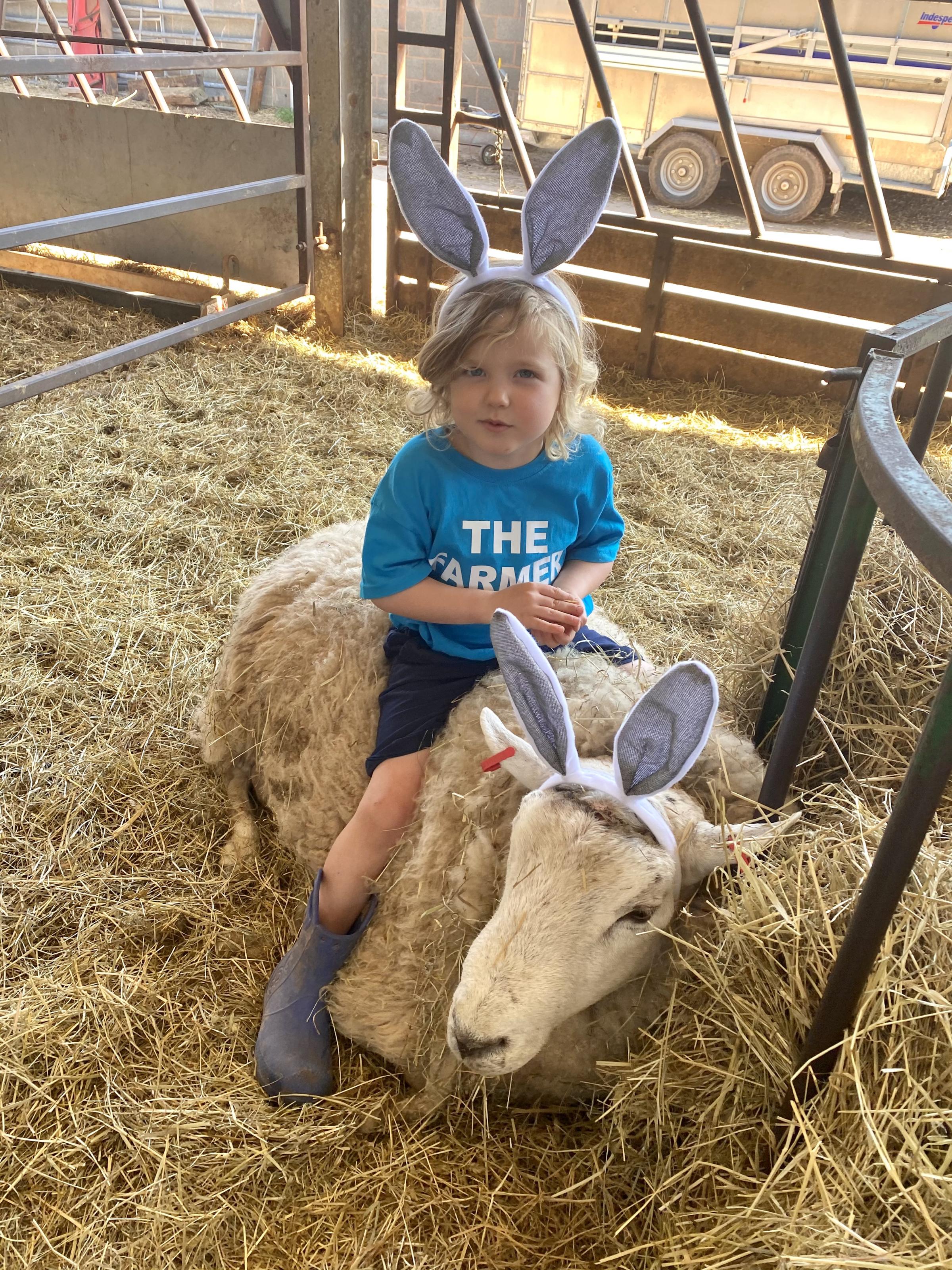 Hereford Times: Lucky the rather lucky pet Ram
