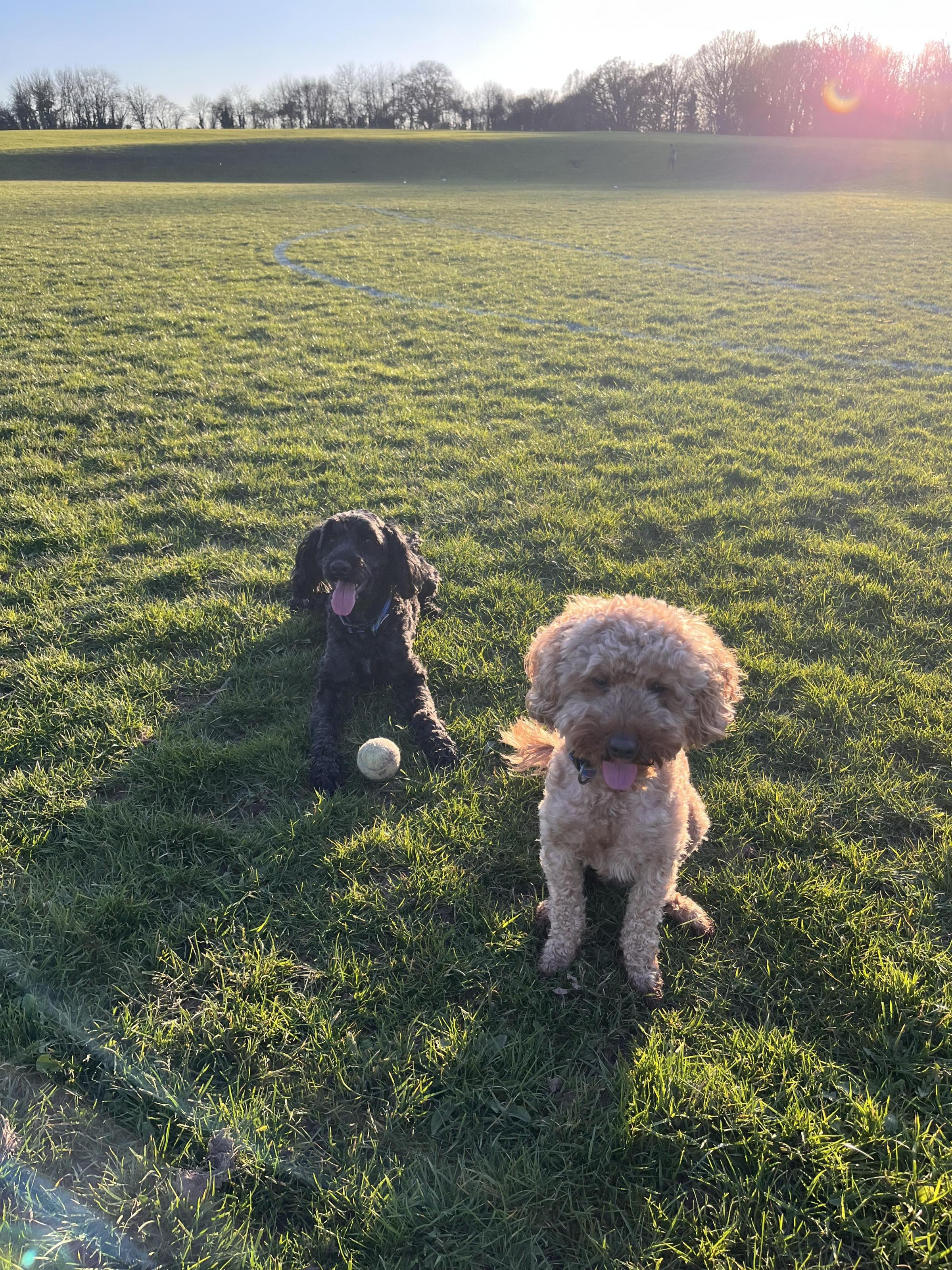 Hereford Times: Teddy and chase having a rest after there walk whilst the sun is setting.