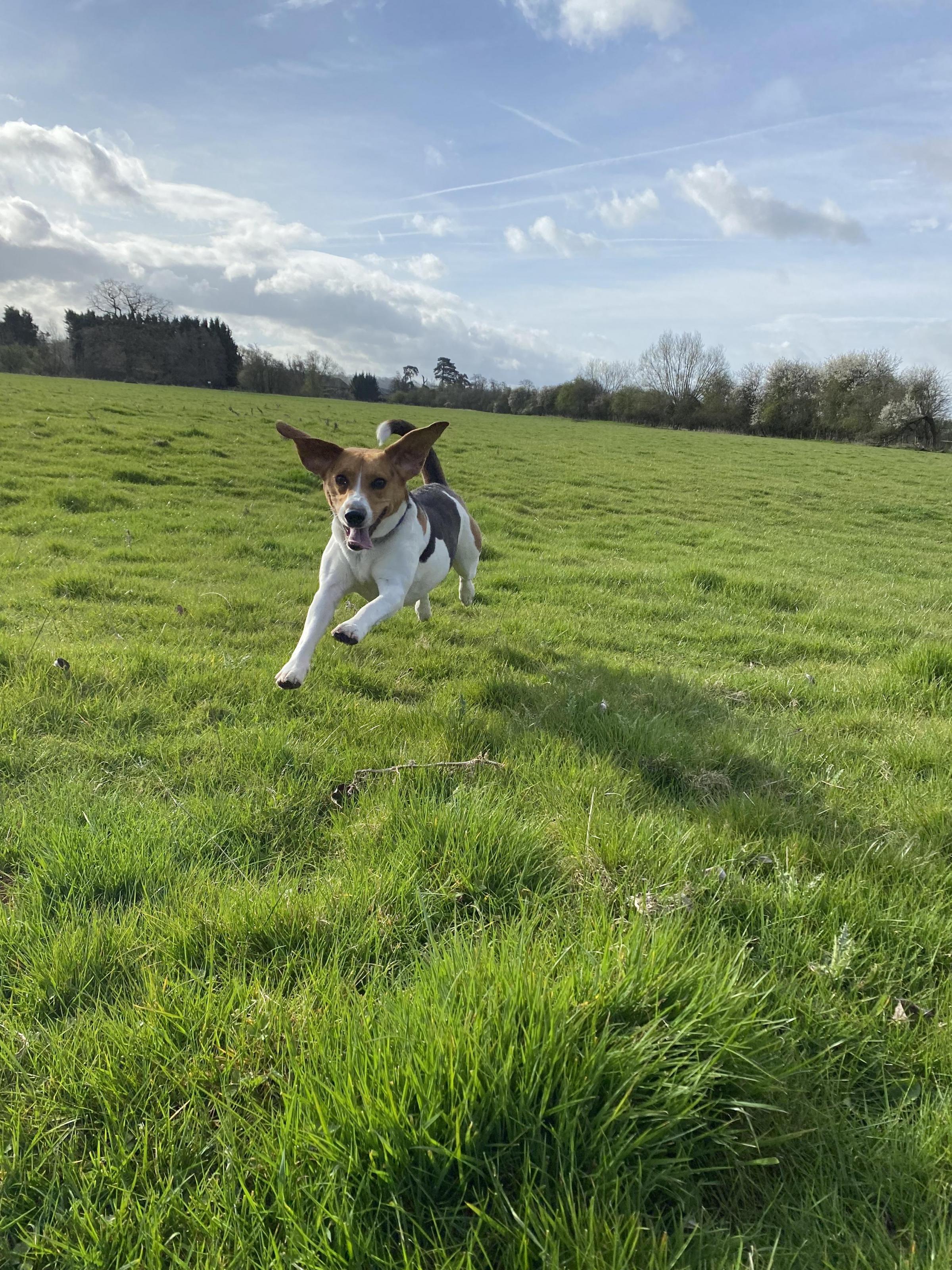 Hereford Times: Beanie on her daily run
