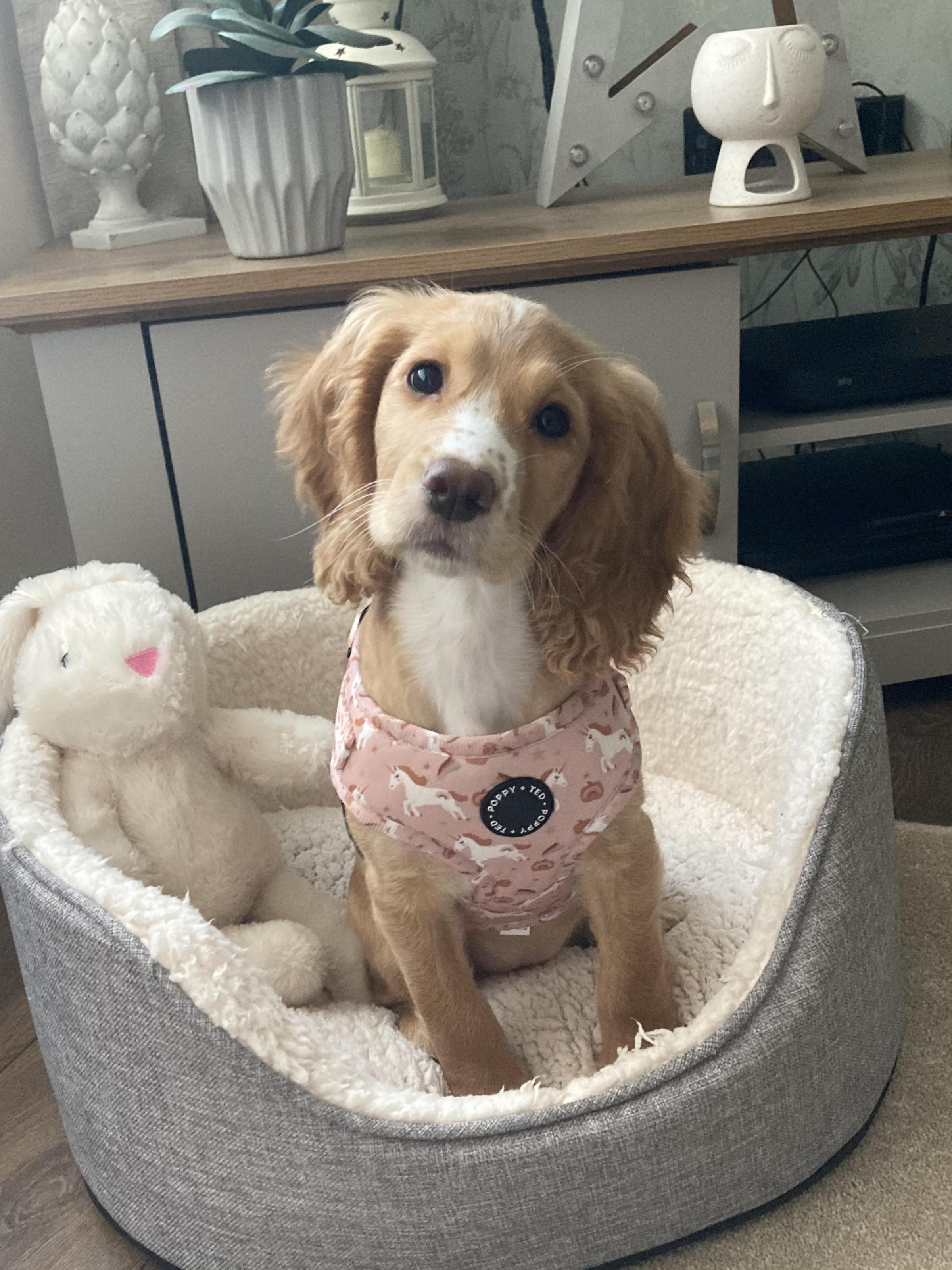 Hereford Times: Bonnie - 4 months old