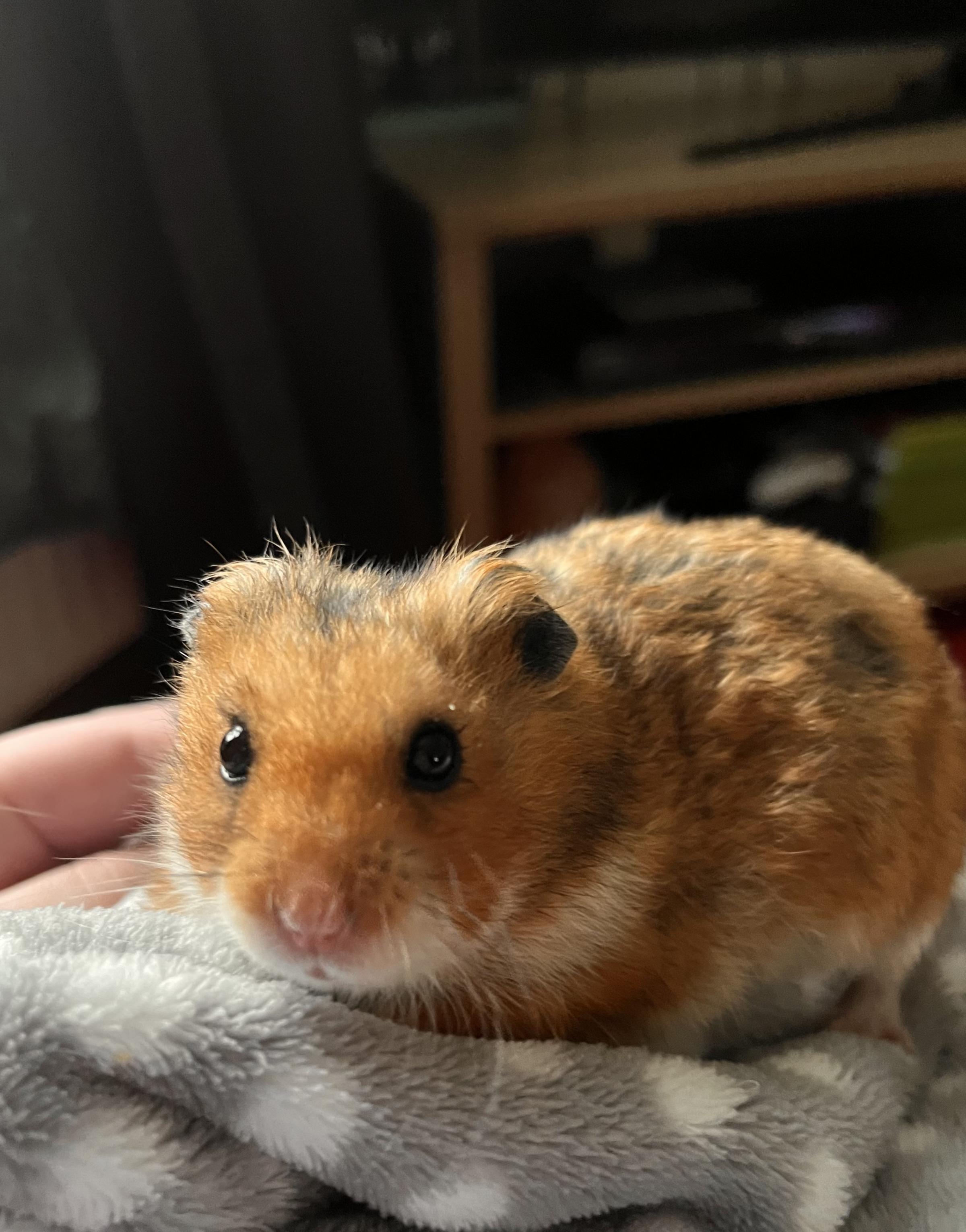 Hereford Times: Picture of Teddy the hamster