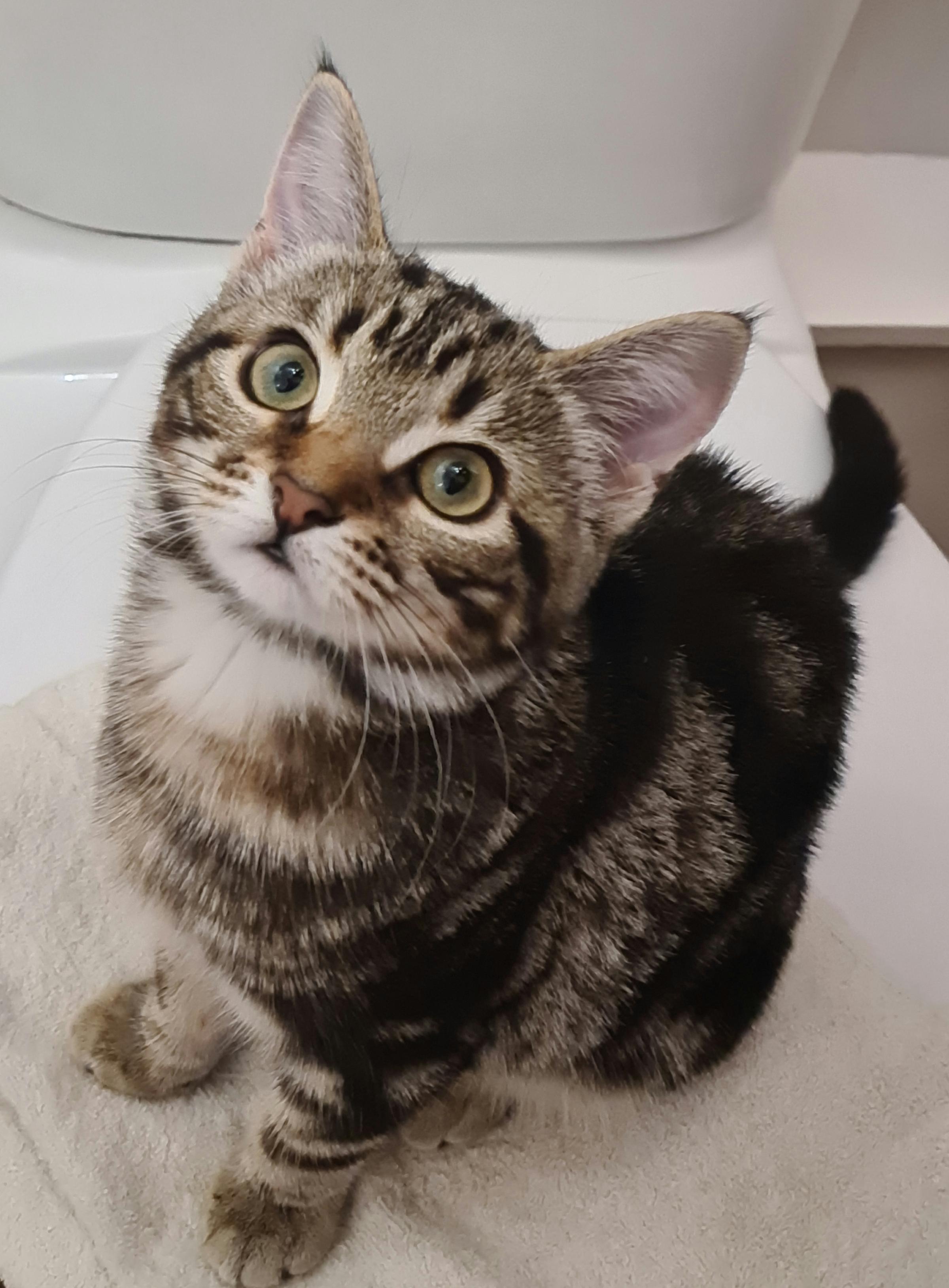 Hereford Times: Poppy 11 month old tabby