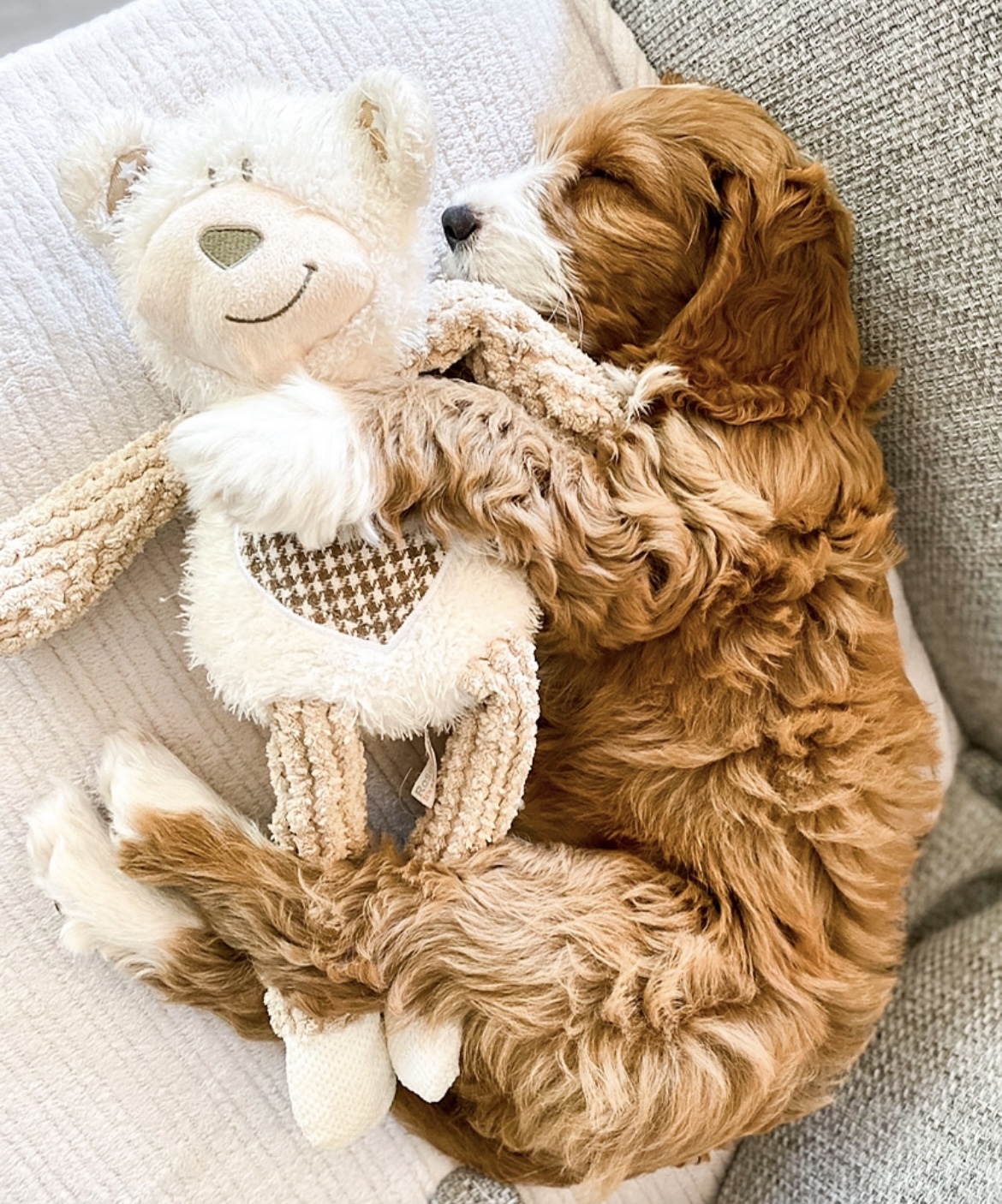 Hereford Times: Nap with Teddy