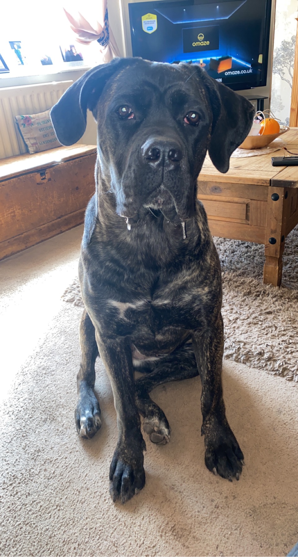 Hereford Times: Petal the cane corso ??