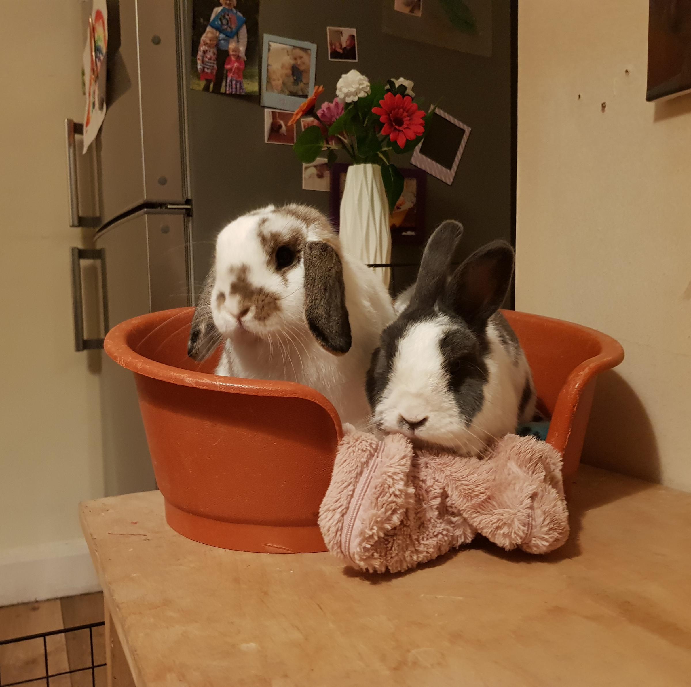 Hereford Times: 'Are you going to the fridge? Can we have some?'