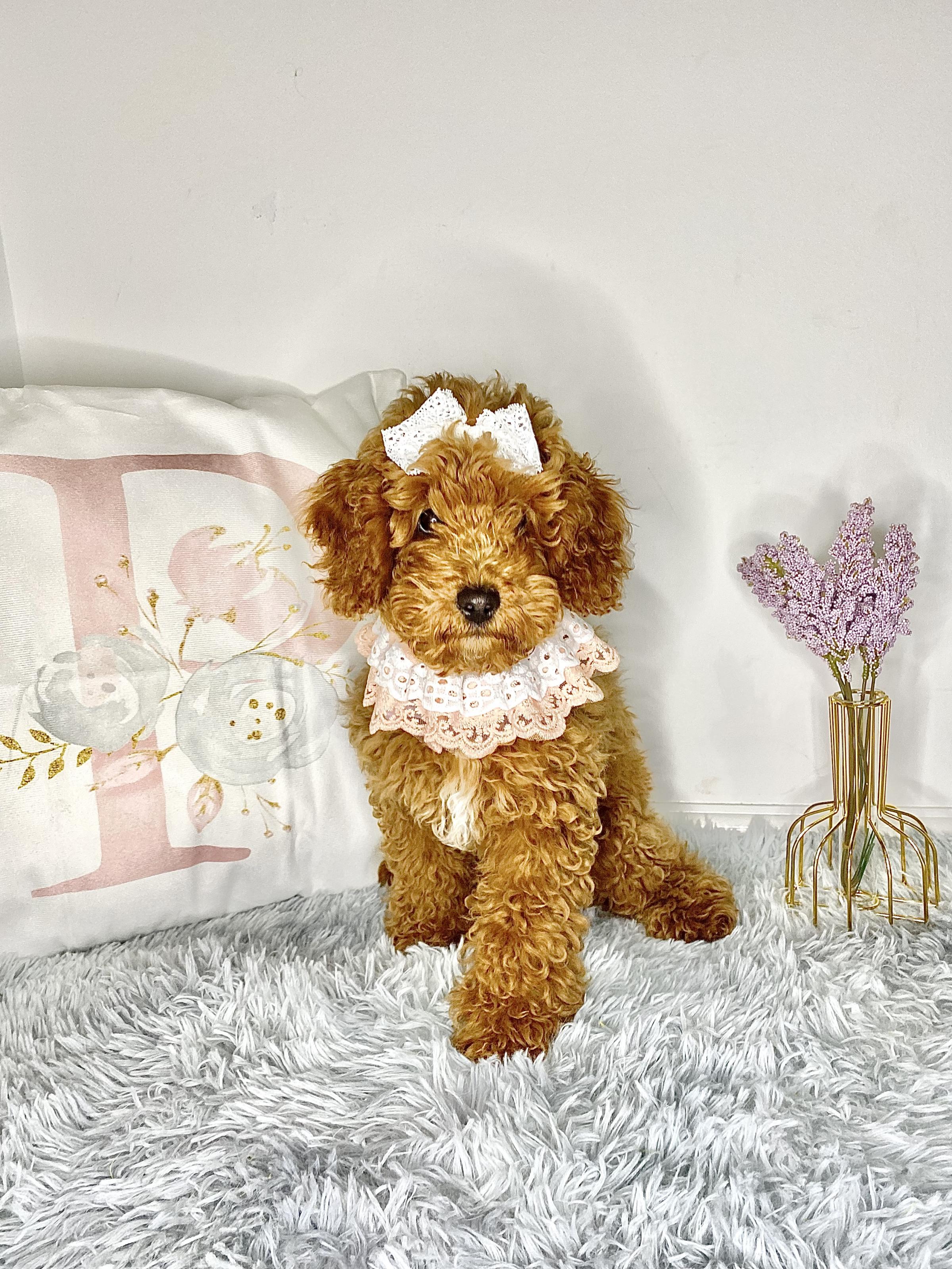 Hereford Times: Pandora the toy cavapoo ?