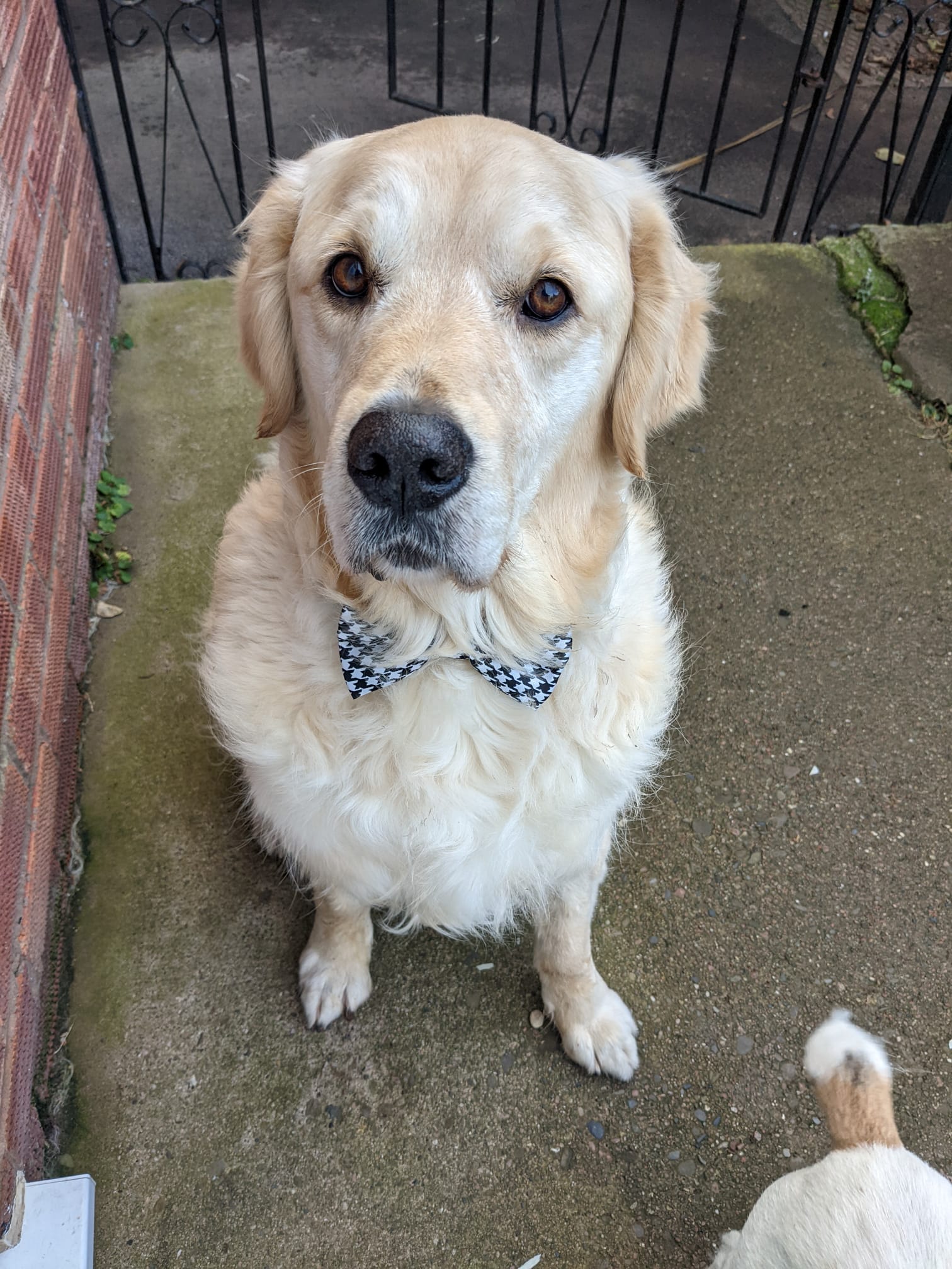 Hereford Times: Buddy trying to impress with his bow tie