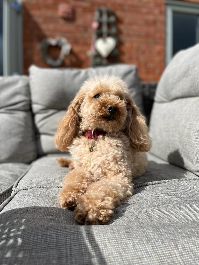 Hereford Times: Mollie soaking up the sun