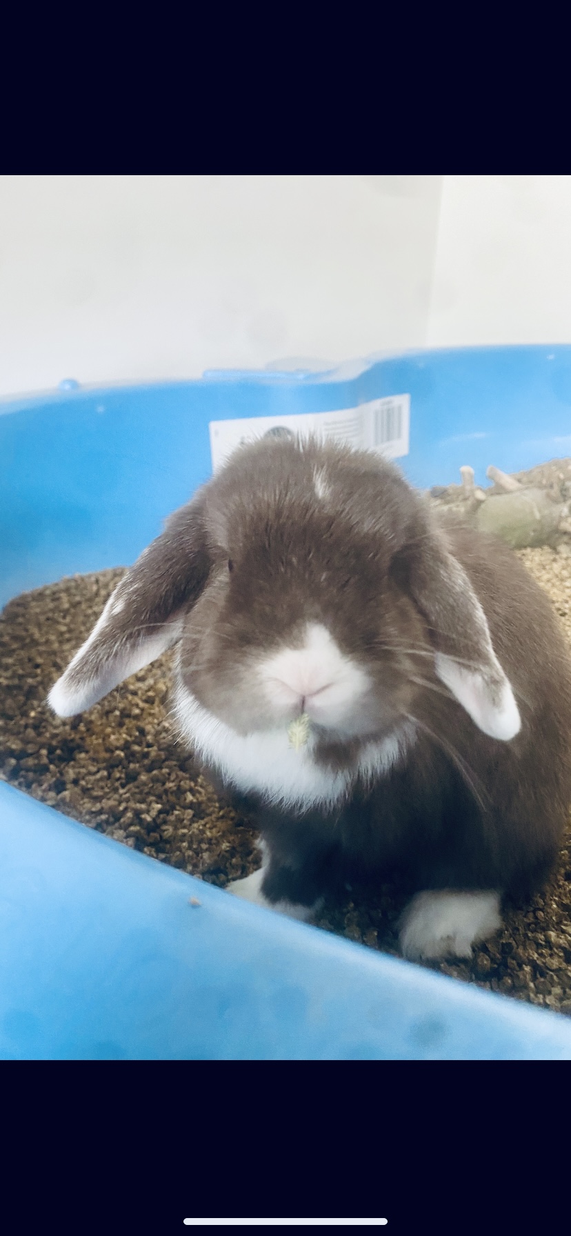 Hereford Times: Gizmo in his play pit