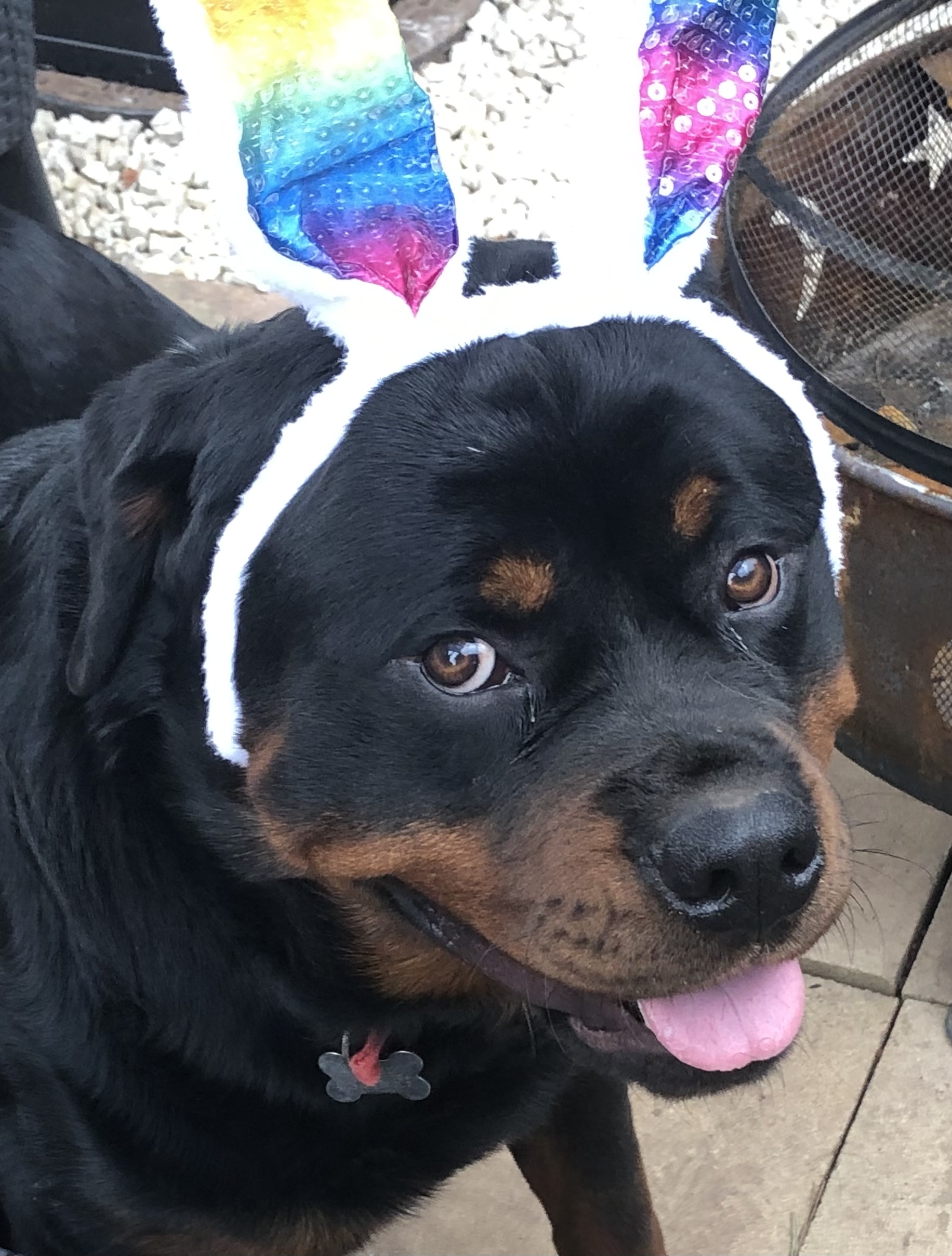 Hereford Times: Did someone say Easter bunny