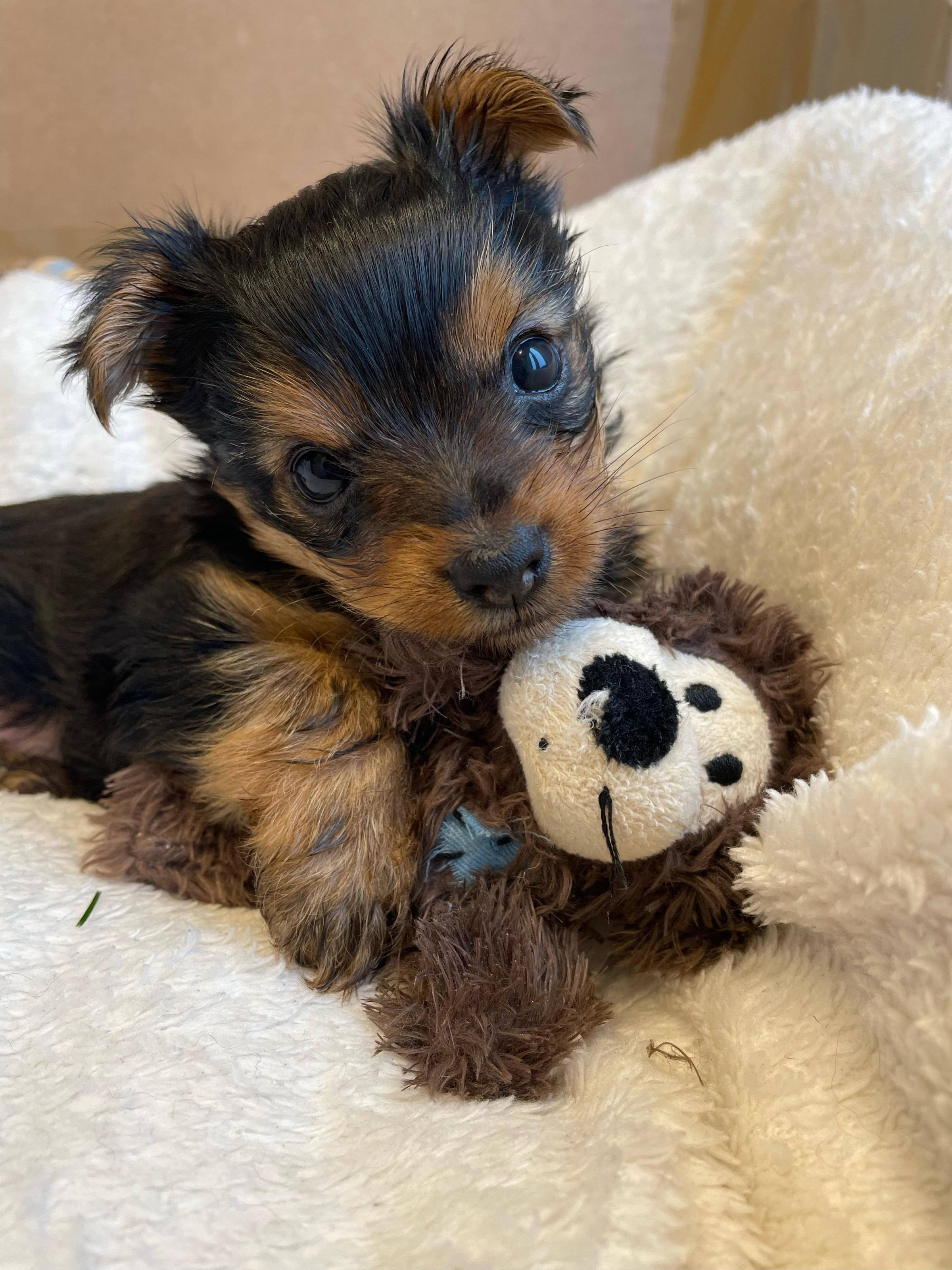 Hereford Times: Rocco the Yorkie