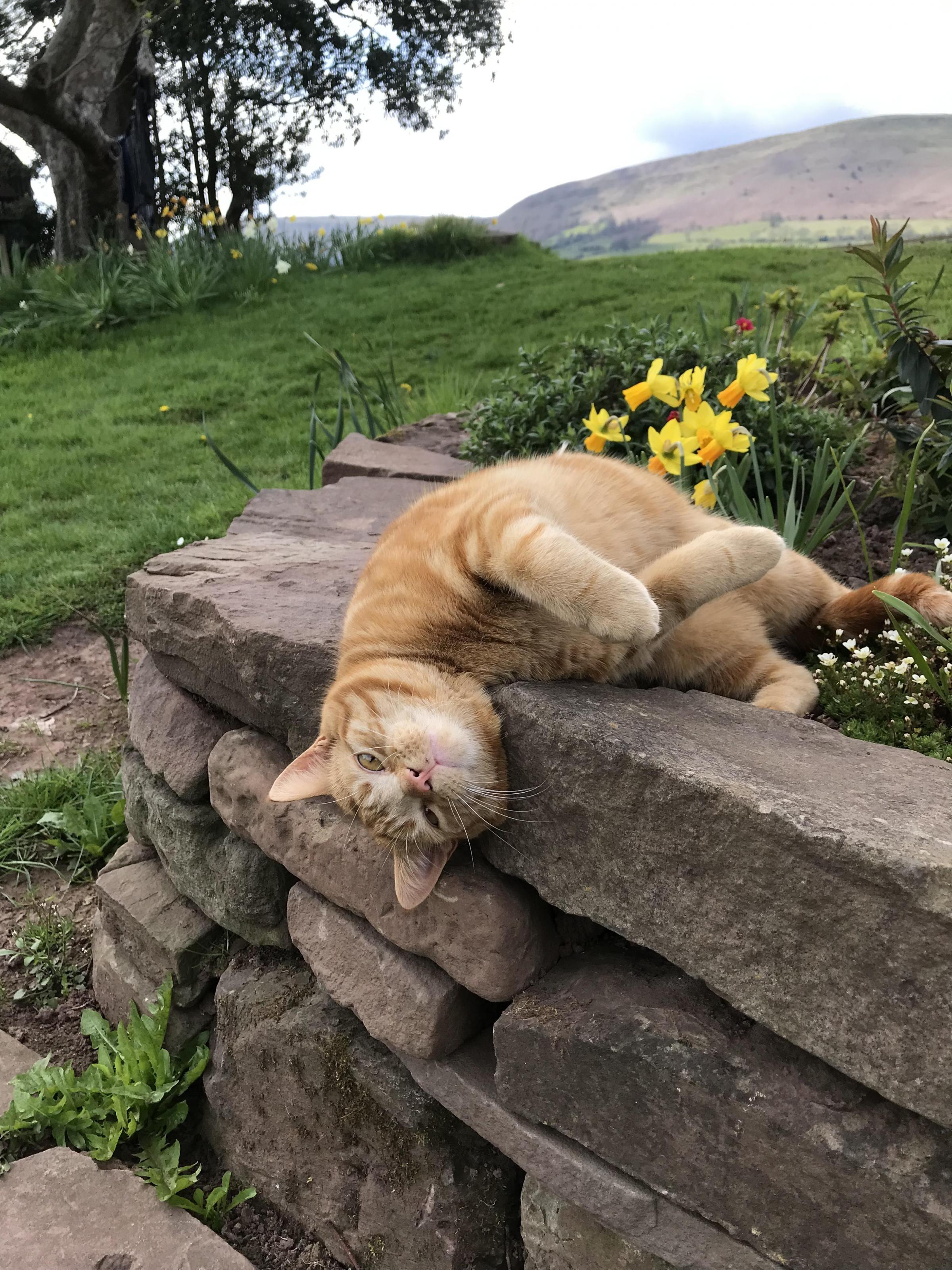 Hereford Times: Tiggy chilling out in the countryside!