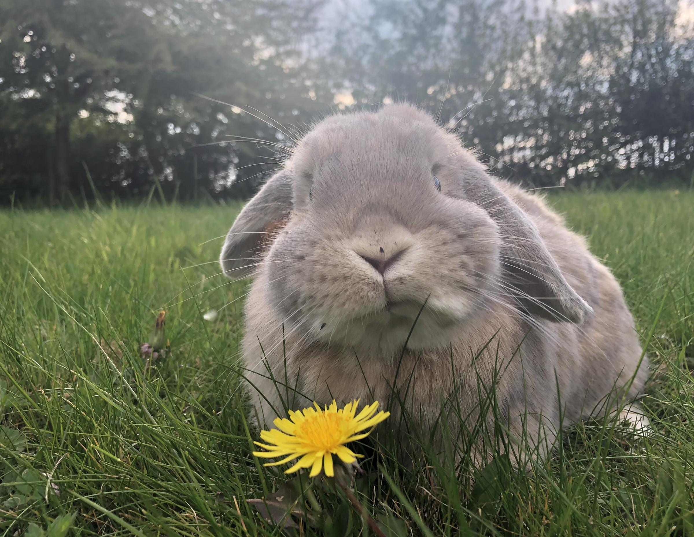 Hereford Times: “One more dandelion then it’s time to settle down to the Hereford Times...”