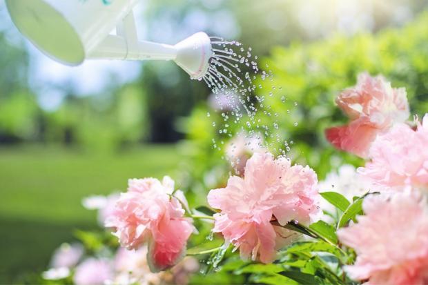 Hereford Times: A watering can watering some pink flowers. Credit: Canva