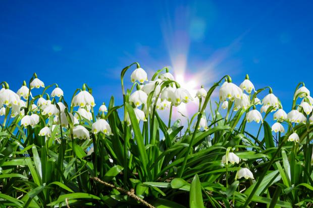Hereford Times: Snowdrops. Credit: Canva