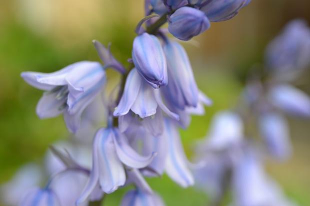 Hereford Times: Bluebells. Credit: Canva