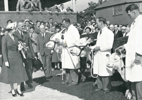 The Queen inspecting livestock at Hereford Cattle Market in 1957