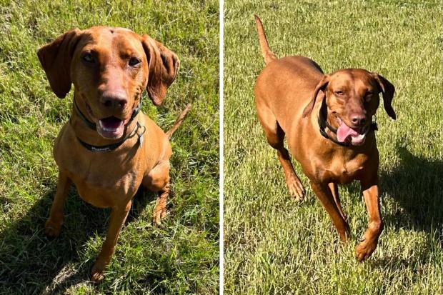 Hereford Times: Ruby, a five-year-old Vizsla